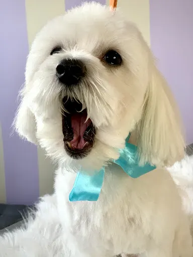 Zwierzęcy Szyk - Spa dla psa i kota